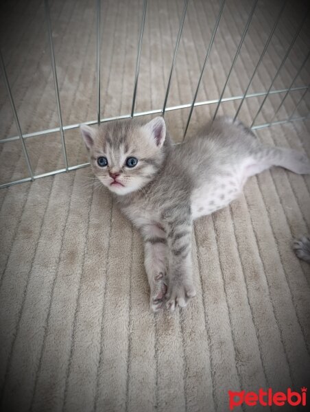 Scottish Fold, Kedi  Yavru fotoğrafı