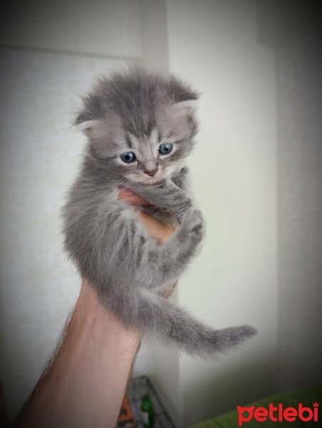 Scottish Fold, Kedi  Yavru fotoğrafı