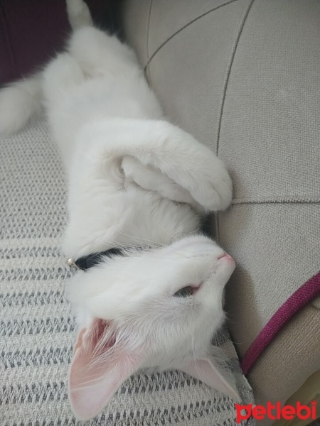 Ankara Kedisi, Kedi  Badem fotoğrafı