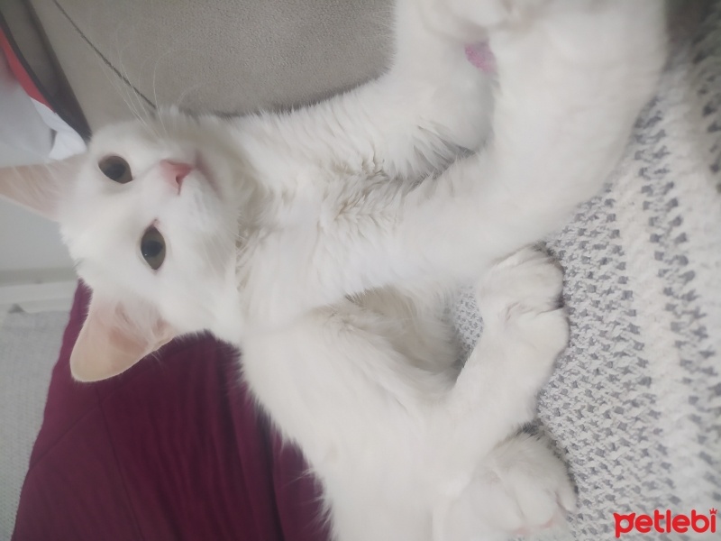 Ankara Kedisi, Kedi  Badem fotoğrafı