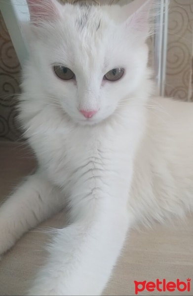 Ankara Kedisi, Kedi  Badem fotoğrafı