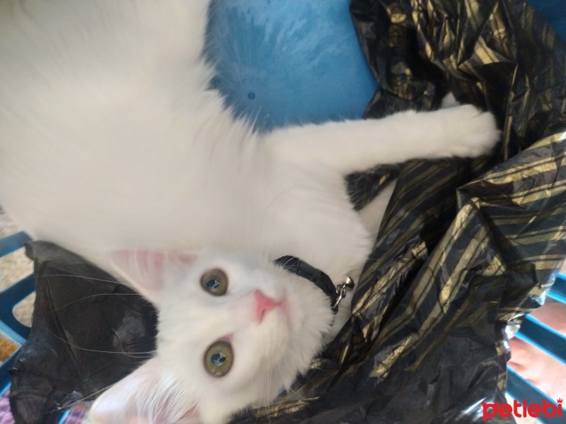 Ankara Kedisi, Kedi  Badem fotoğrafı