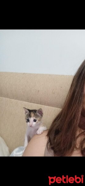 Tekir Kedi, Kedi  Zuzu fotoğrafı