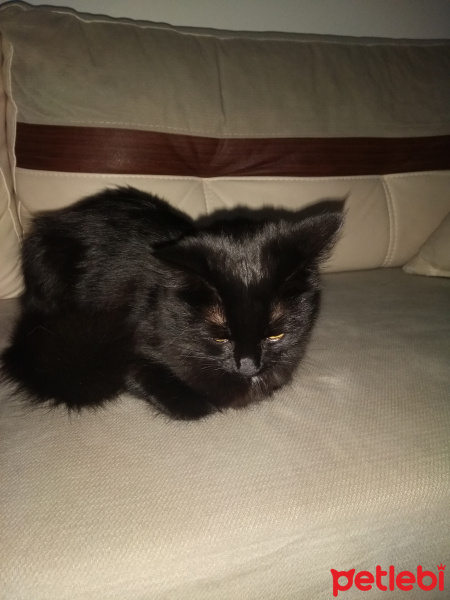 Bombay, Kedi  Müezza fotoğrafı
