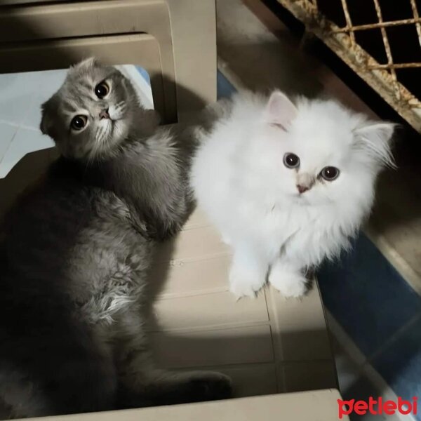 Scottish Fold, Kedi  Mia ve Bulut fotoğrafı