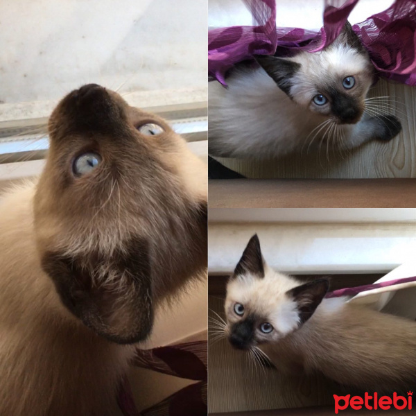 Siyam Kedisi, Kedi  seb fotoğrafı