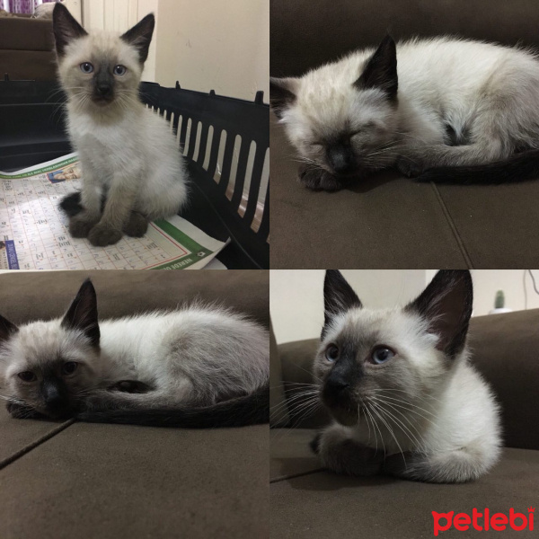 Siyam Kedisi, Kedi  seb fotoğrafı