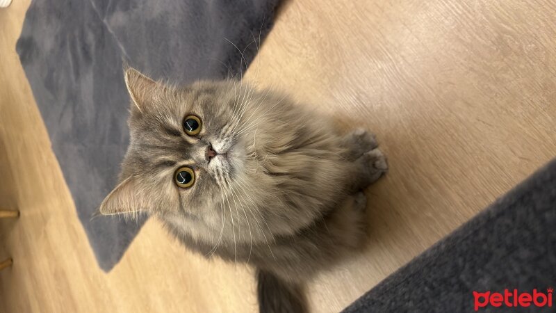 British Longhair, Kedi  Luna fotoğrafı