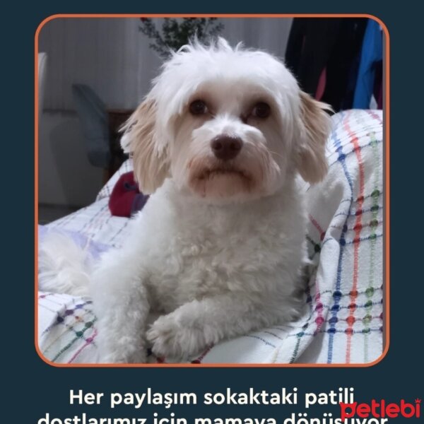 Poodle(Standart Kaniş), Köpek  🤍Bety🤍 fotoğrafı