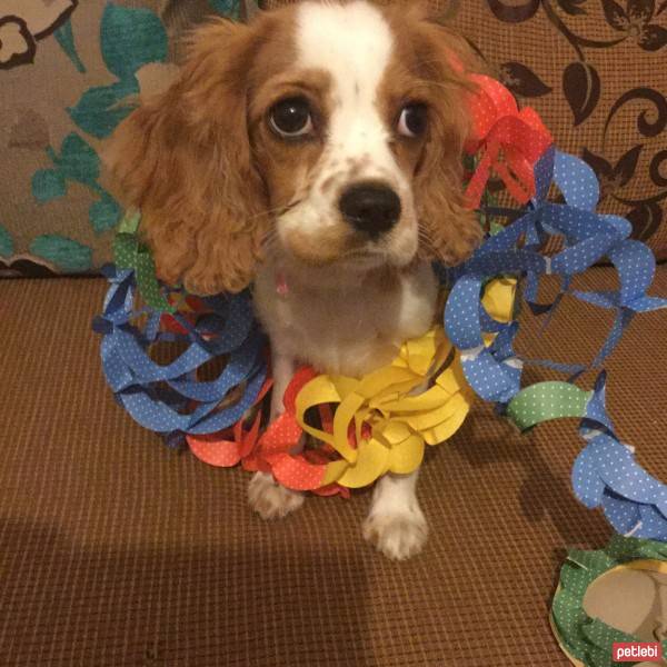 Cavalier King Charles Spanieli, Köpek  Luna fotoğrafı