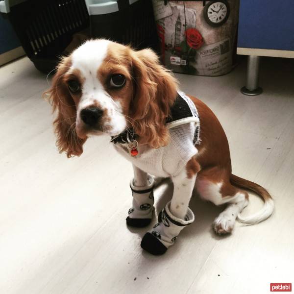 Cavalier King Charles Spanieli, Köpek  Luna fotoğrafı