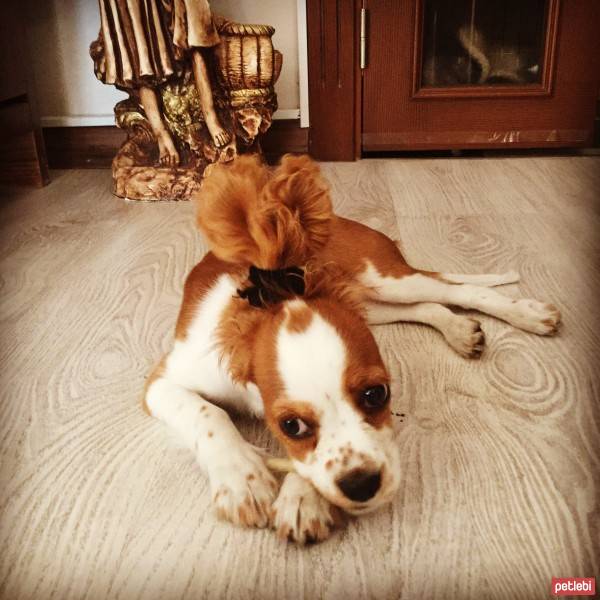 Cavalier King Charles Spanieli, Köpek  Luna fotoğrafı