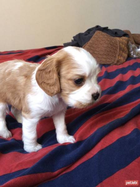 Cavalier King Charles Spanieli, Köpek  Luna fotoğrafı