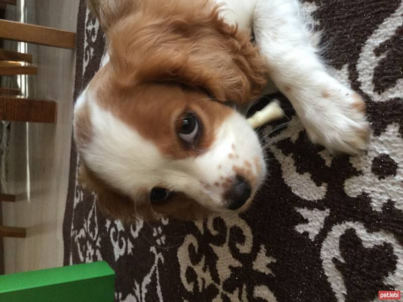 Cavalier King Charles Spanieli, Köpek  Luna fotoğrafı