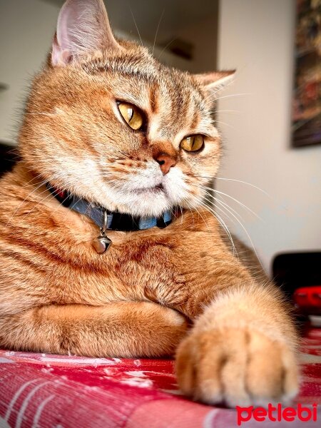 British Longhair, Kedi  Ways fotoğrafı