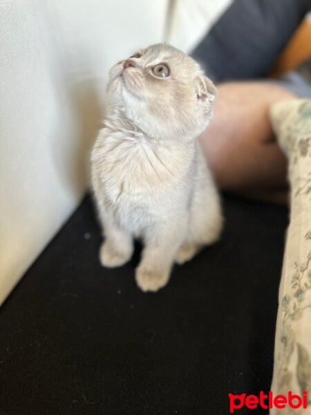 British Shorthair, Kedi  Pamuk fotoğrafı