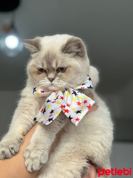 British Shorthair, Kedi  Lucy fotoğrafı