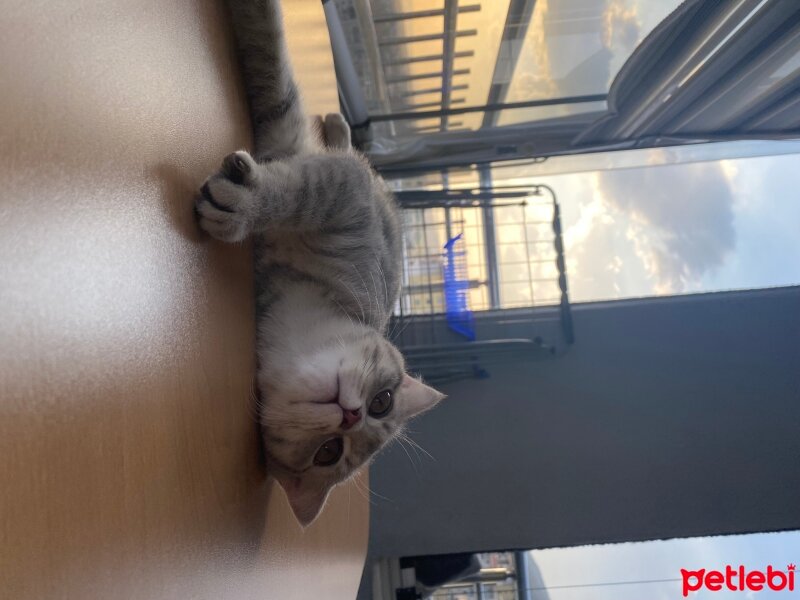 Scottish Fold, Kedi  Kiraz fotoğrafı