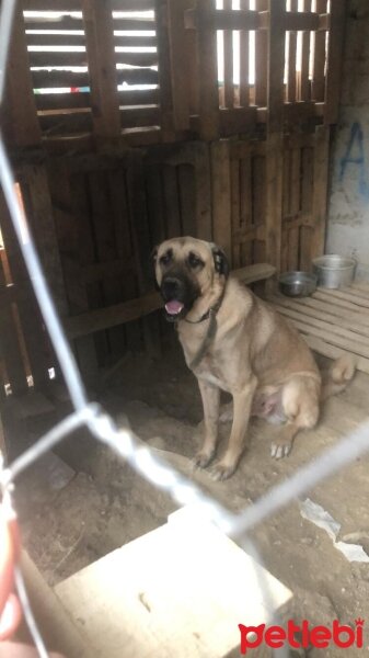 Kangal, Köpek  Duman fotoğrafı