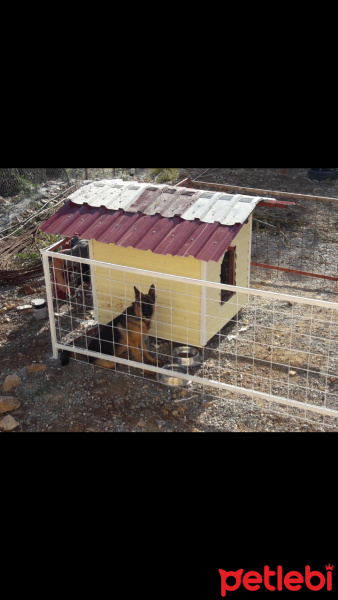 Alman Çoban Köpeği, Köpek  Cino fotoğrafı