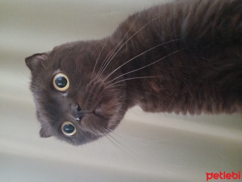 Scottish Fold, Kedi  Cesur fotoğrafı