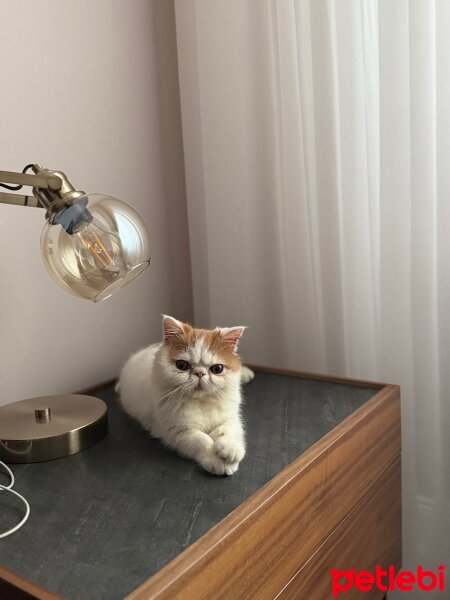 Exotic Shorthair, Kedi  Zazu fotoğrafı