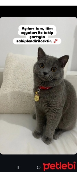 British Shorthair, Kedi  Umur fotoğrafı