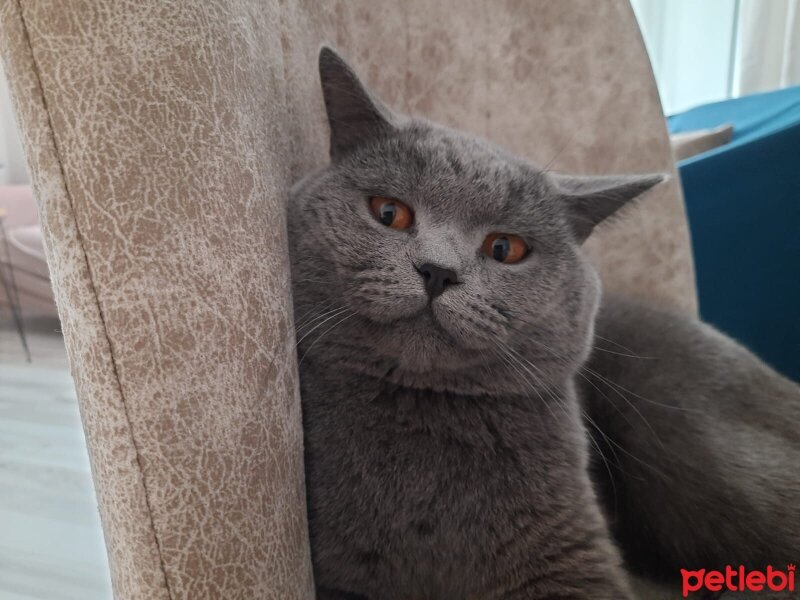 British Shorthair, Kedi  Tarkan fotoğrafı