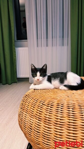 Tuxedo (Smokin) Kedi, Kedi  Sabun fotoğrafı