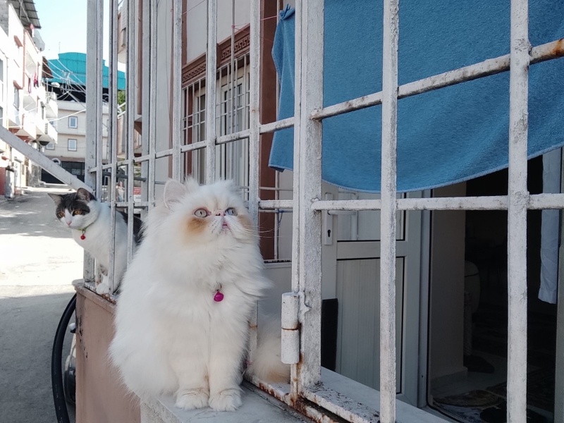 İran Kedisi (Persian), Kedi  MAYA fotoğrafı