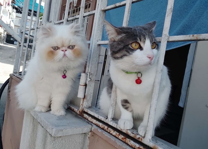 İran Kedisi (Persian), Kedi  MAYA fotoğrafı