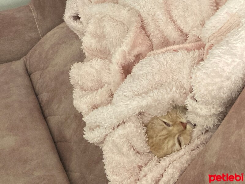 British Shorthair, Kedi  BALIM fotoğrafı