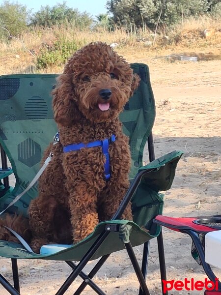 Poodle (Minyatür Kaniş), Köpek  Teddy fotoğrafı