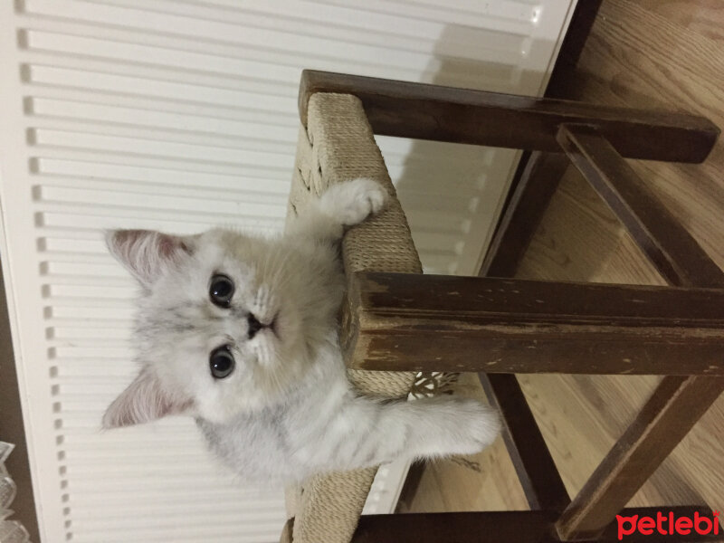 British Shorthair, Kedi  Mia fotoğrafı