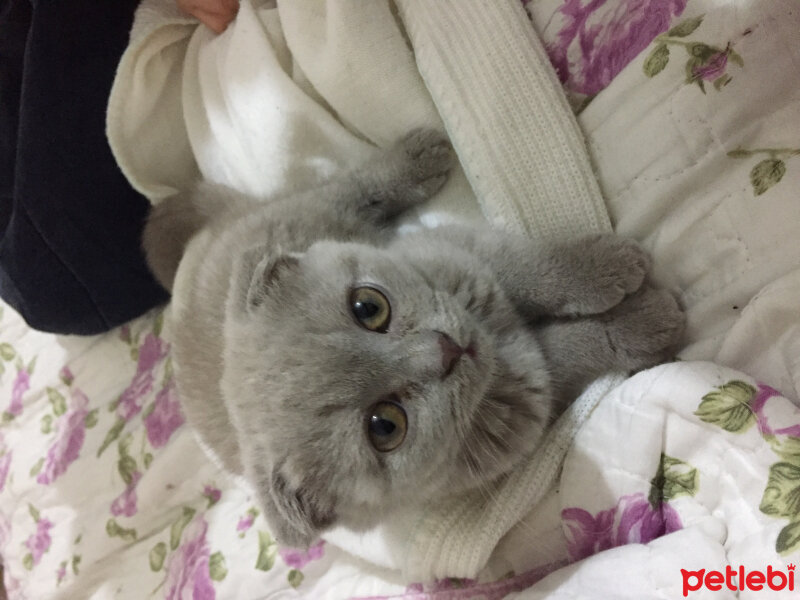 Scottish Fold, Kedi  Duman fotoğrafı