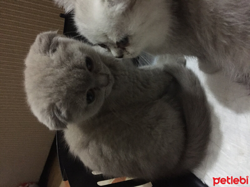 Scottish Fold, Kedi  Duman fotoğrafı