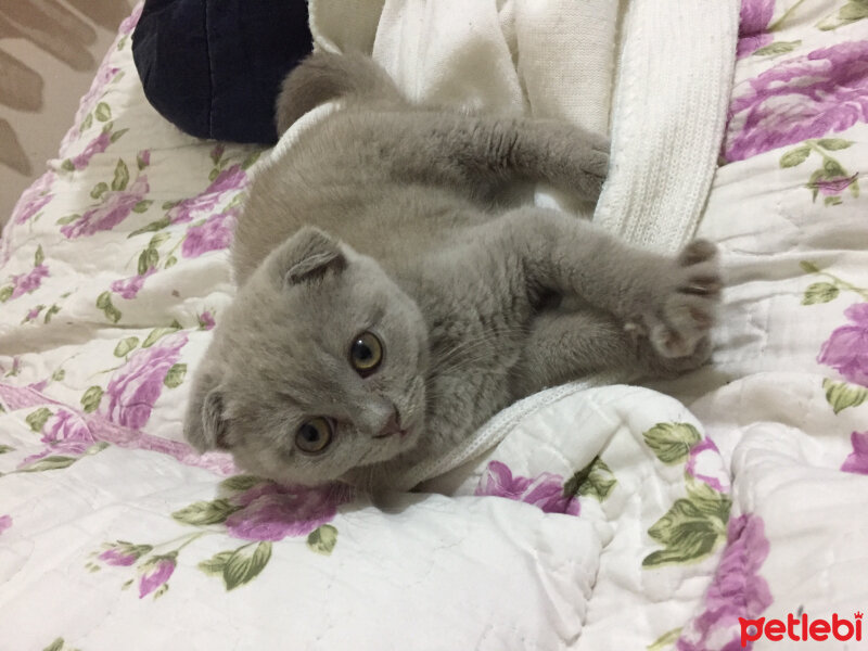 Scottish Fold, Kedi  Duman fotoğrafı