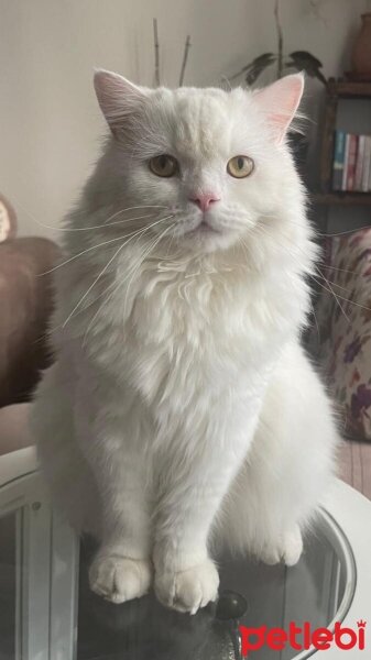 British Longhair, Kedi  ejder fotoğrafı