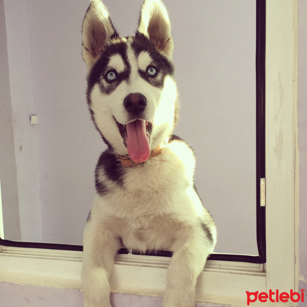 Sibirya Kurdu (Husky), Köpek  gölge fotoğrafı