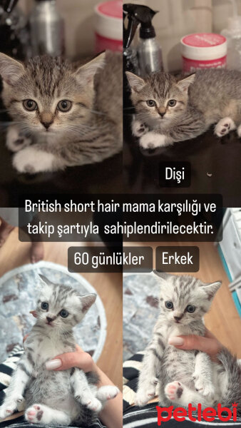 British Shorthair, Kedi  Odin fotoğrafı