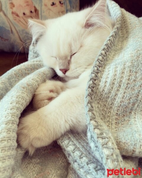 British Longhair, Kedi  RUBY fotoğrafı