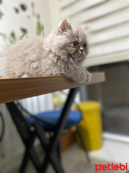 British Longhair, Kedi  KITIR fotoğrafı