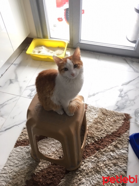 Tekir Kedi, Kedi  Karamel fotoğrafı