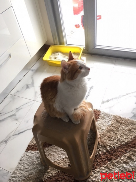 Tekir Kedi, Kedi  Karamel fotoğrafı