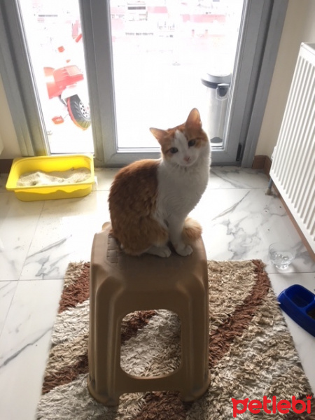Tekir Kedi, Kedi  Karamel fotoğrafı