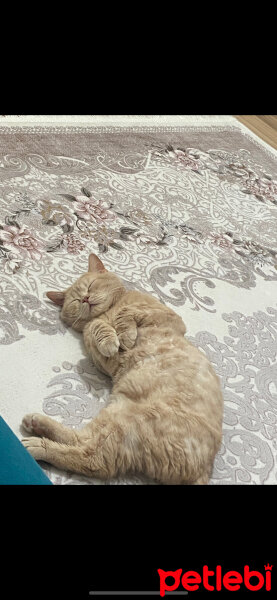 British Shorthair, Kedi  Porti fotoğrafı