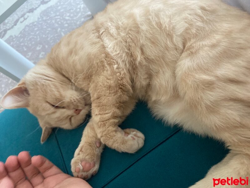 British Shorthair, Kedi  Porti fotoğrafı