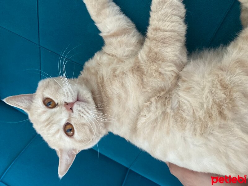 British Shorthair, Kedi  Porti fotoğrafı