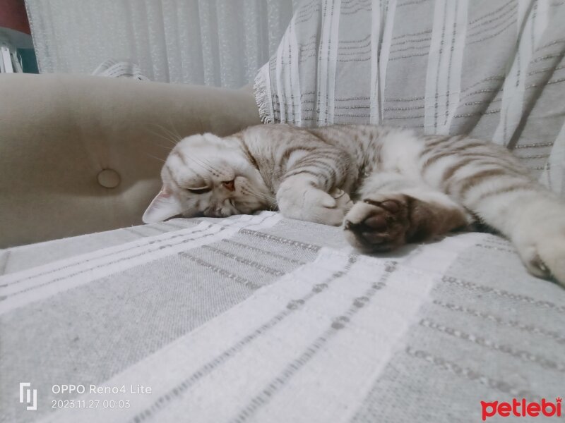 British Shorthair, Kedi  Oscar fotoğrafı