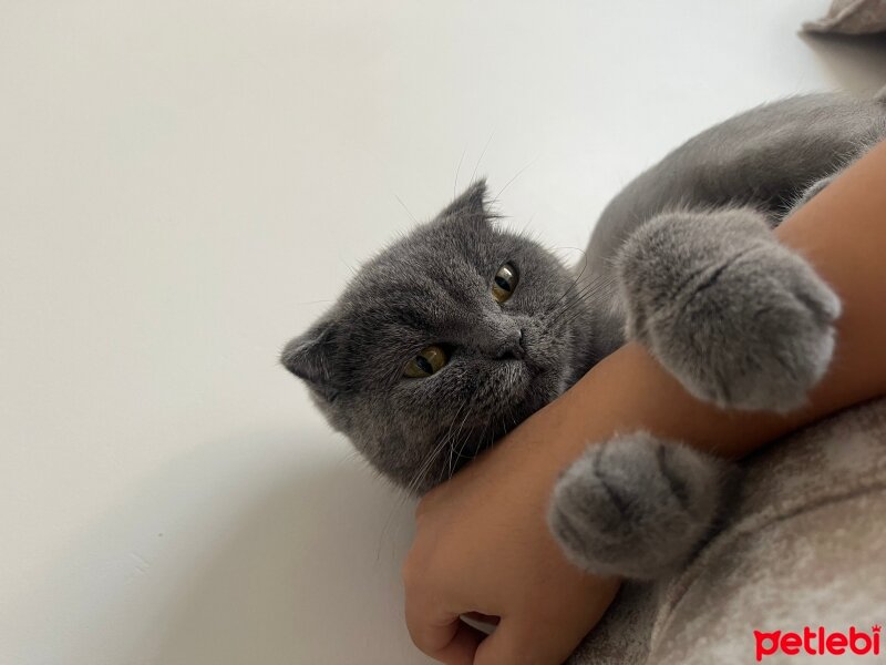 Scottish Fold, Kedi  Mila fotoğrafı